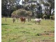 2849 Murray Valley Highway, Cobram East VIC 3644