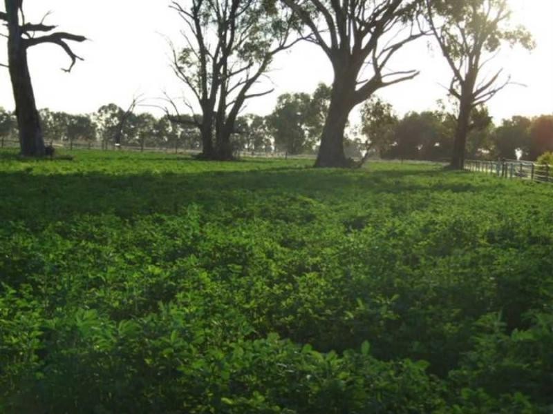 552 Healy Road, Cobram East VIC 3644