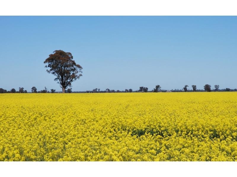 631 Wiltons Road, Barooga NSW 3644