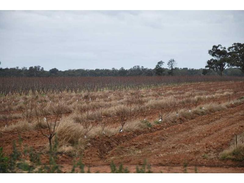 2990 Murray Valley Highway, Cobram East VIC 3644