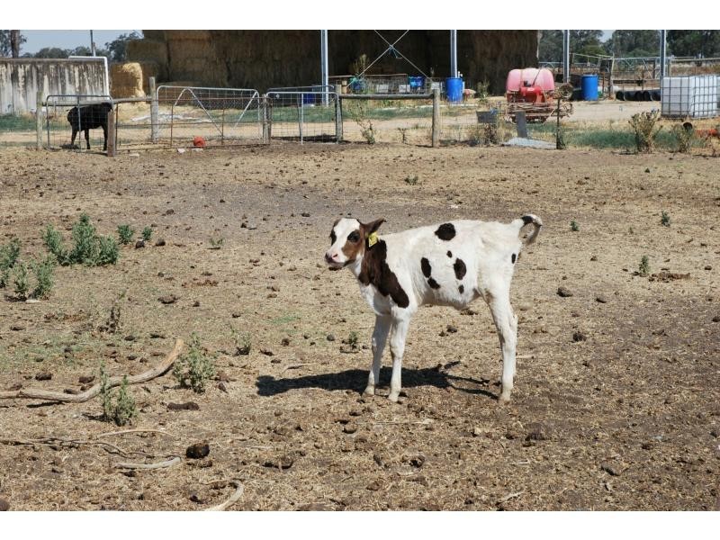 1557 Singapore Road, Naring VIC 3636