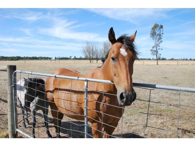 1115 Tyacks Road, Waaia VIC 3637