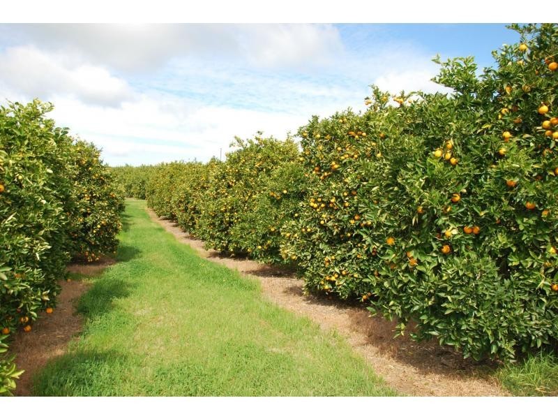 00 Torgannah Road, Mayview Citrus, Koonoomoo VIC 3644