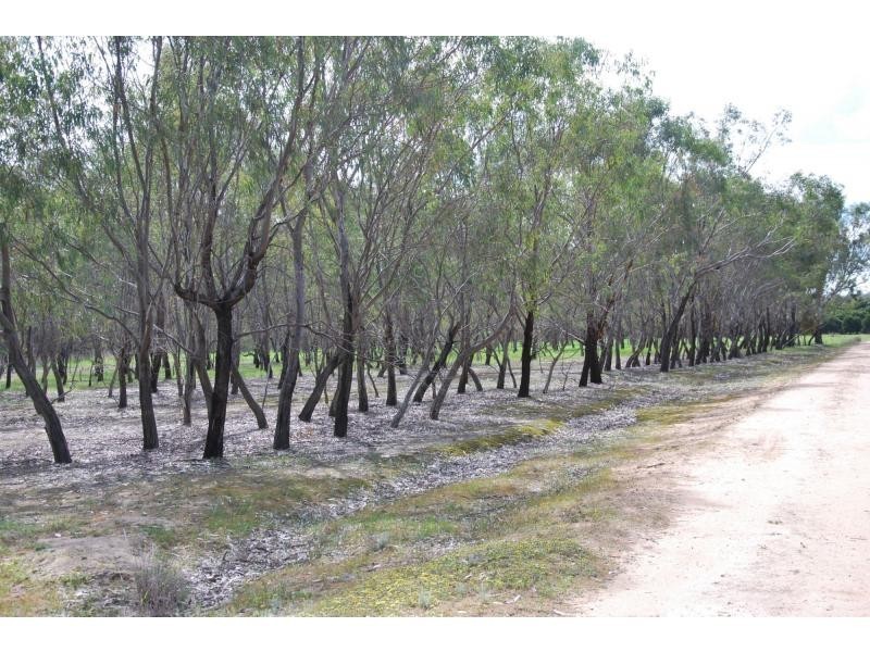 00 Torgannah Road, Mayview Citrus, Koonoomoo VIC 3644