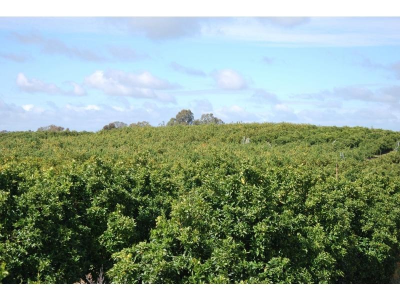 00 Torgannah Road, Mayview Citrus, Koonoomoo VIC 3644