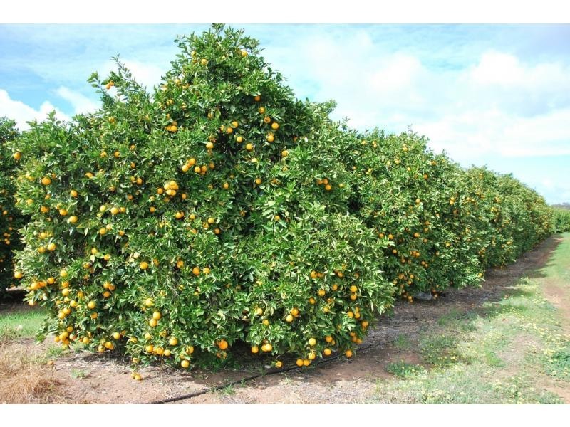 00 Torgannah Road, Mayview Citrus, Koonoomoo VIC 3644