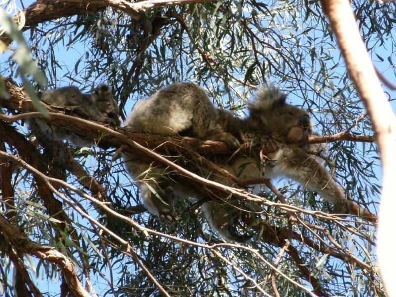 310 Greens Lane, Koonoomoo VIC 3644