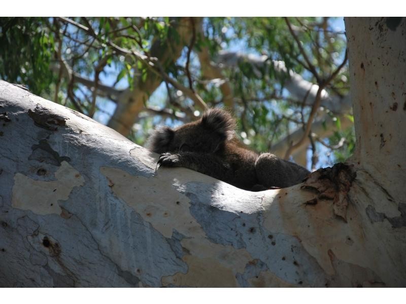 884 Ulupna Bridge Road, Ulupna Island, Ulupna VIC 3641