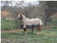 6035 Benalla Tocumwal Road, Muckatah VIC 3644