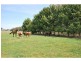 13 Sandmount Road, Cobram VIC 3644