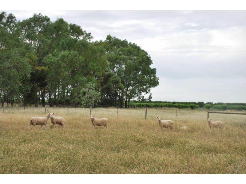 15 Catona Crescent, Cobram VIC 3644
