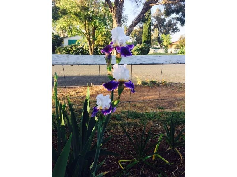 57 Milthorpe Street, Oaklands NSW 2646