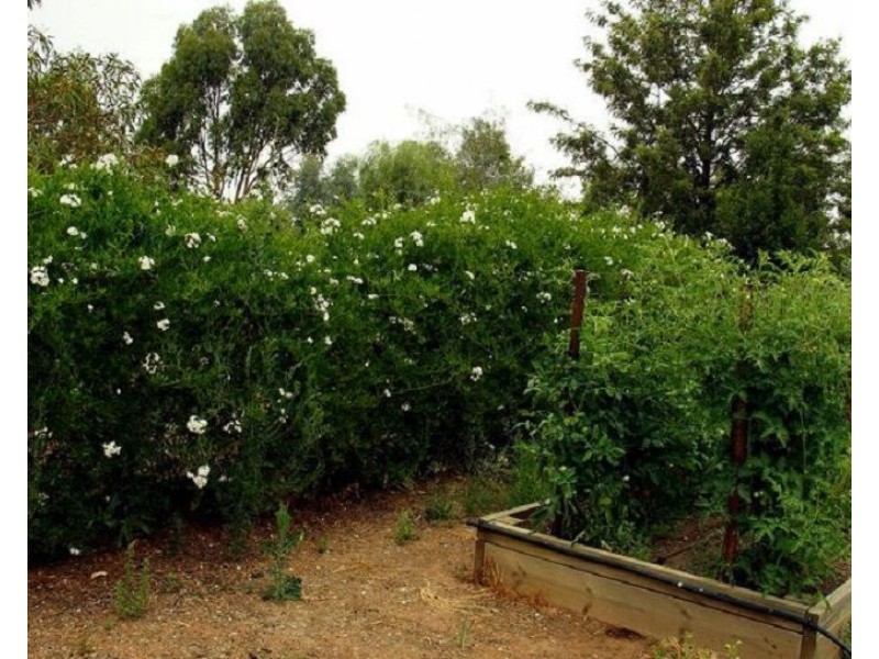 39 Catona Crescent, Cobram VIC 3644