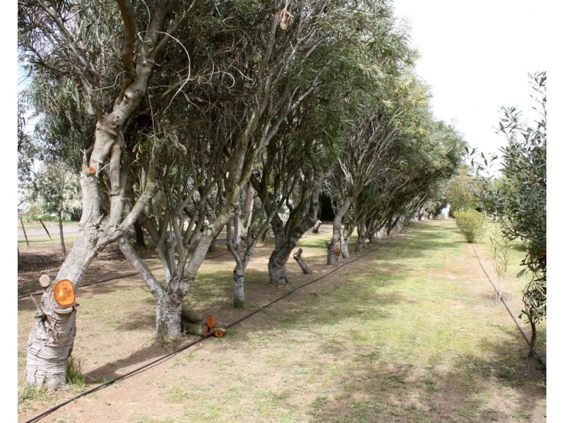 14 Barnes Road, Cobram VIC 3644