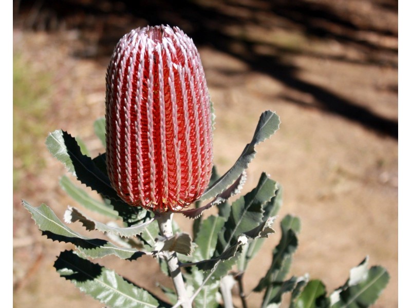 14 Barnes Road, Cobram VIC 3644