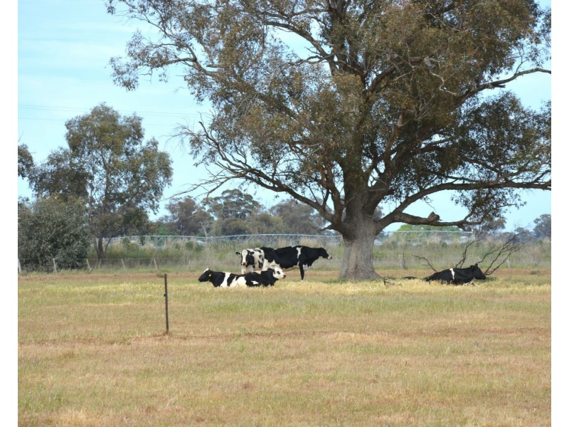 850 Cottons Road, Cobram VIC 3644