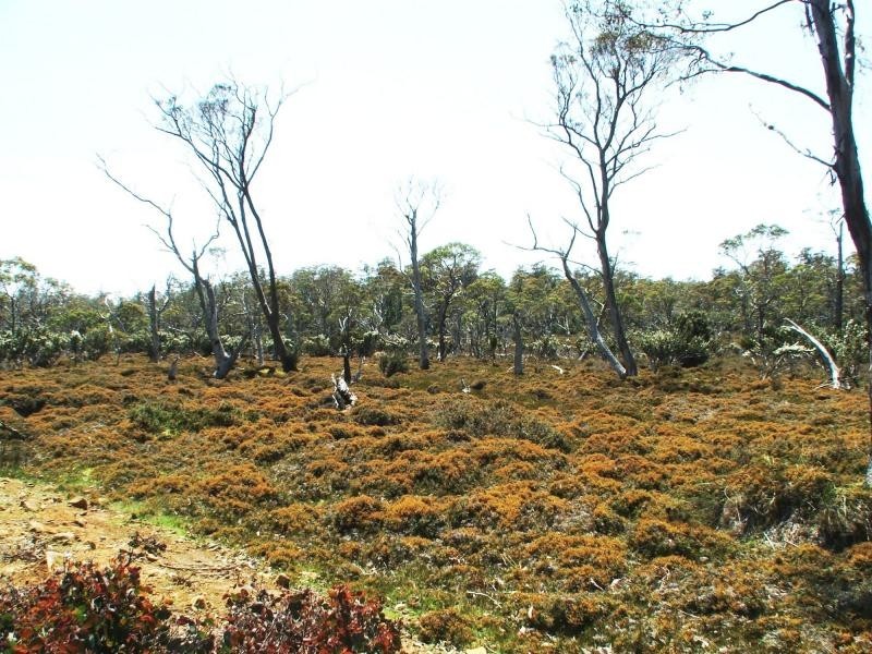 3759 Cradle Mountain Road, Cradle Mountain Road, Cradle Mountain TAS 7306