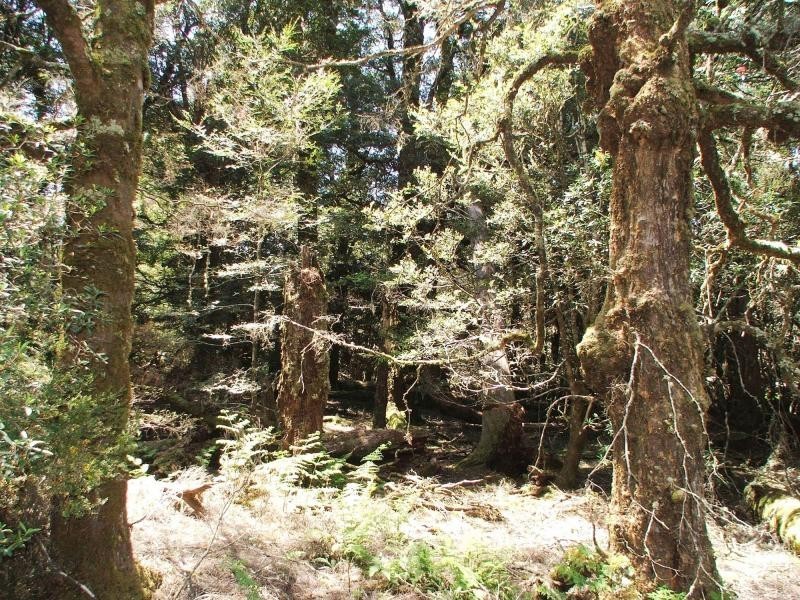 3759 Cradle Mountain Road, Cradle Mountain Road, Cradle Mountain TAS 7306