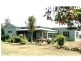 West Pine TAS 7316