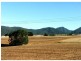 West Pine TAS 7316