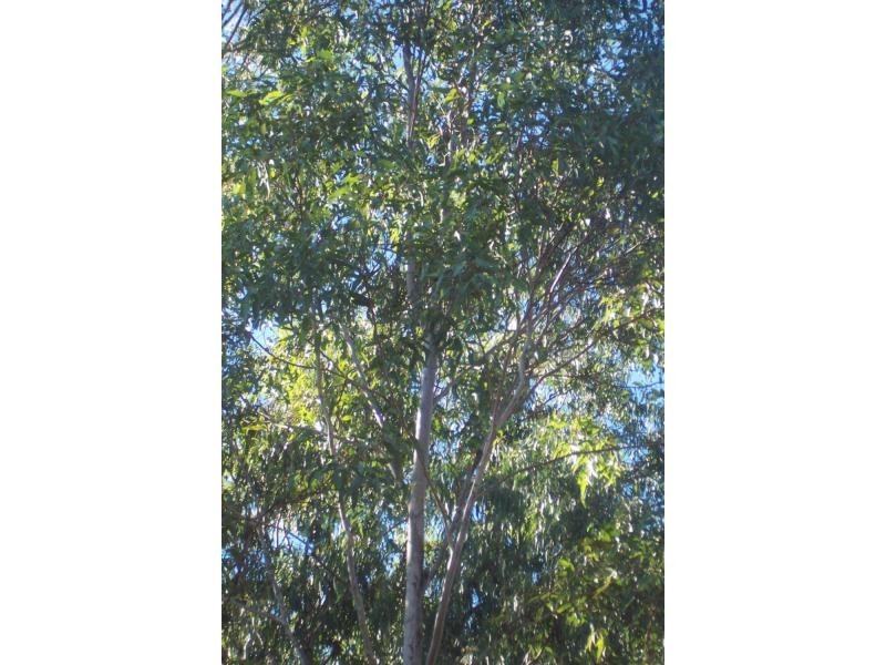 The Palms QLD 4570