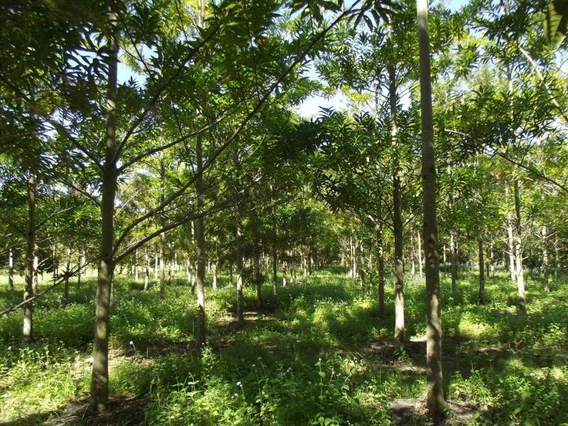 Yandina QLD 4561