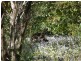 Yandina QLD 4561