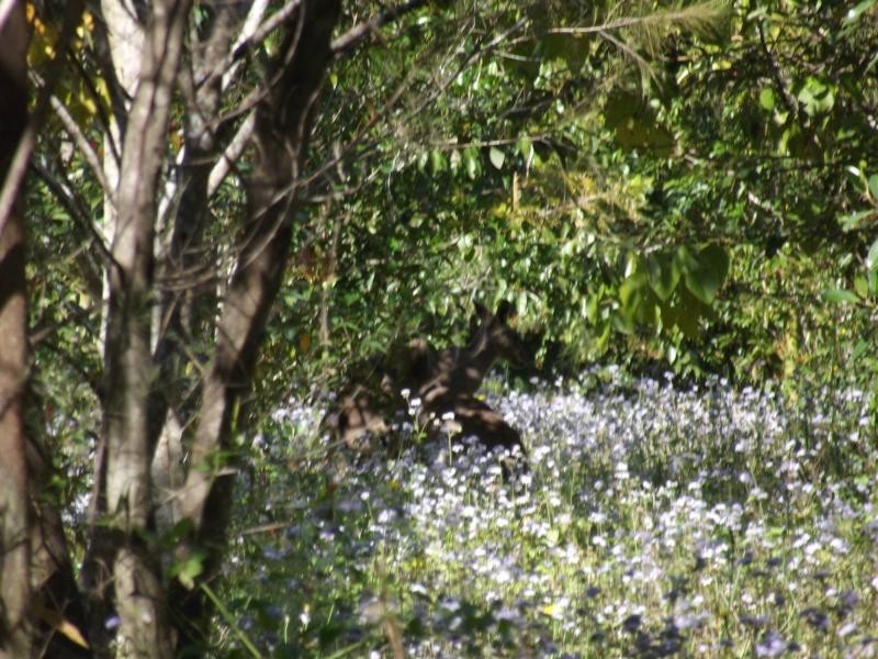 Yandina QLD 4561