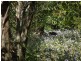 Yandina QLD 4561