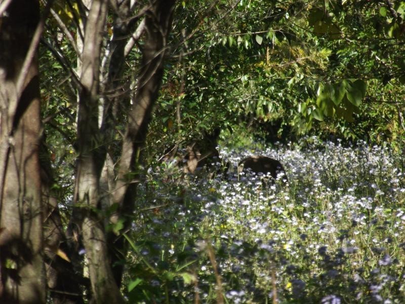 Yandina QLD 4561