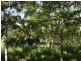 Yandina QLD 4561