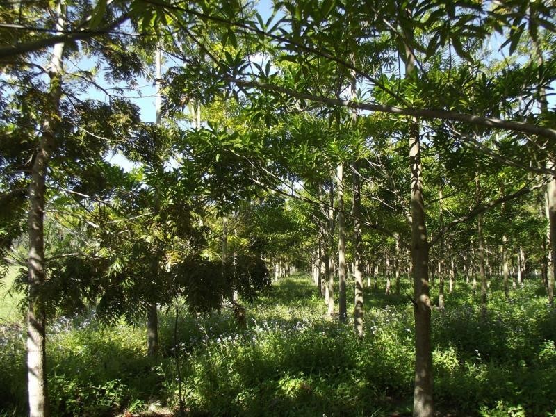 Yandina QLD 4561