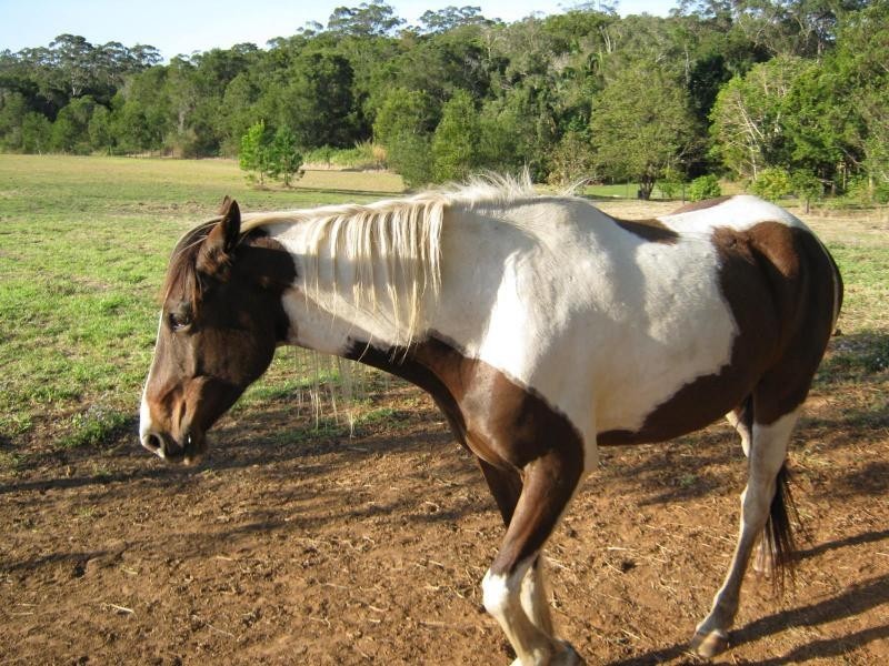 Diddillibah QLD 4559