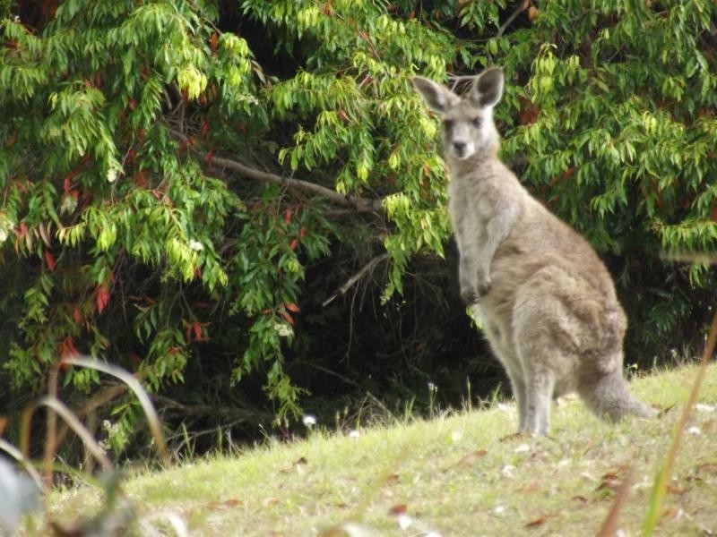 121 Elouera Drive, Ninderry QLD 4561