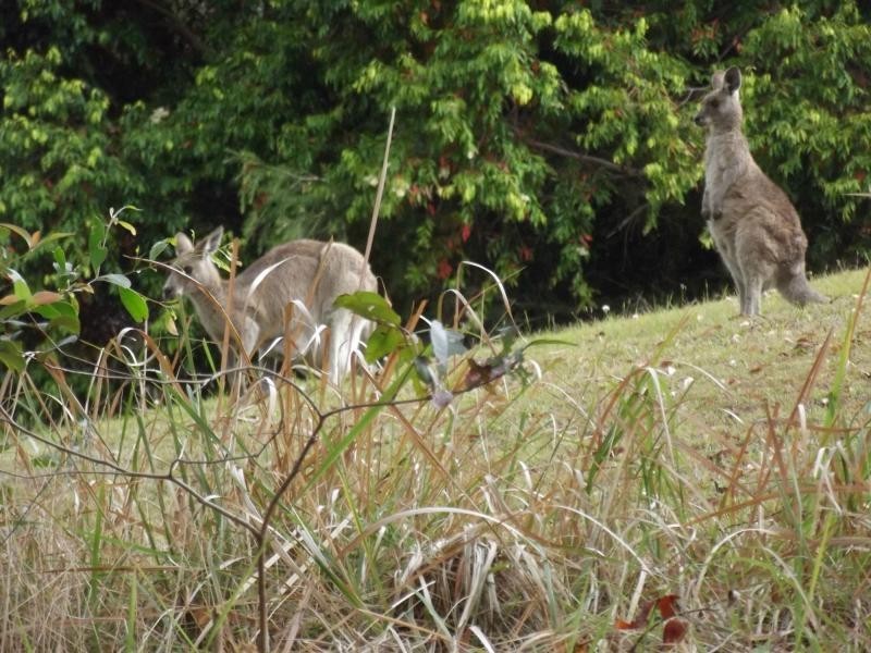 121 Elouera Drive, Ninderry QLD 4561