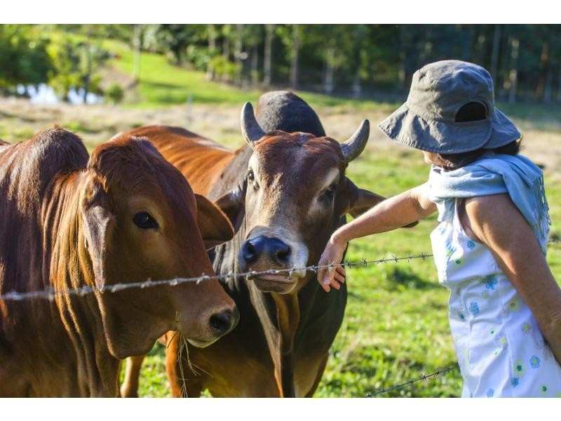 46 COUNTRY Road, Palmwoods QLD 4555