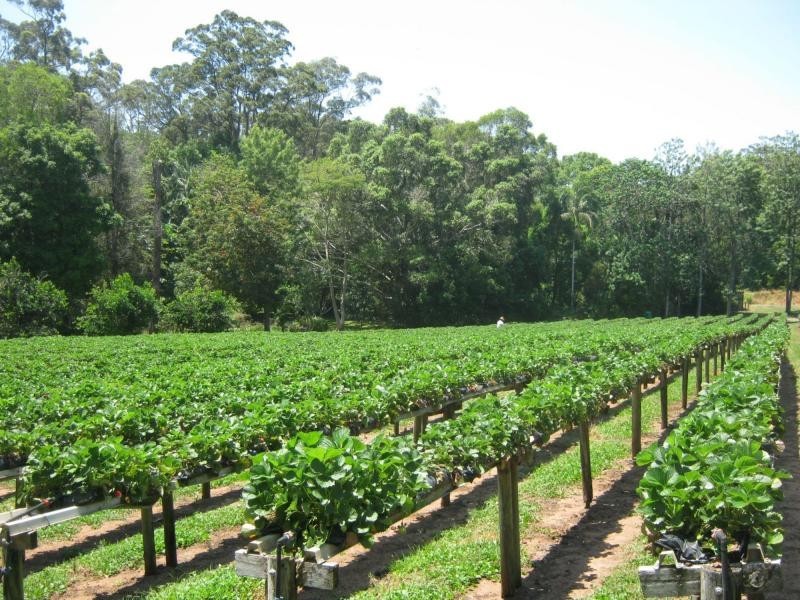 Palmwoods QLD 4555