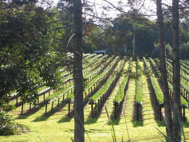 Palmwoods QLD 4555