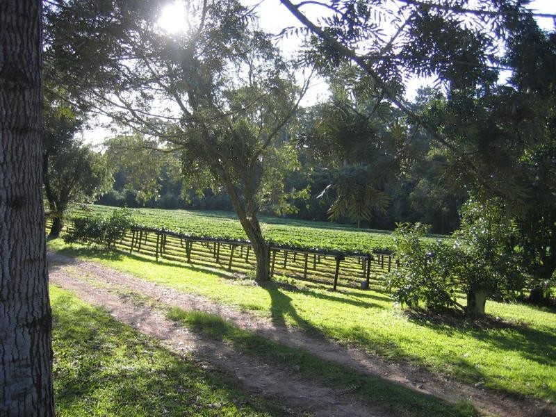 Palmwoods QLD 4555
