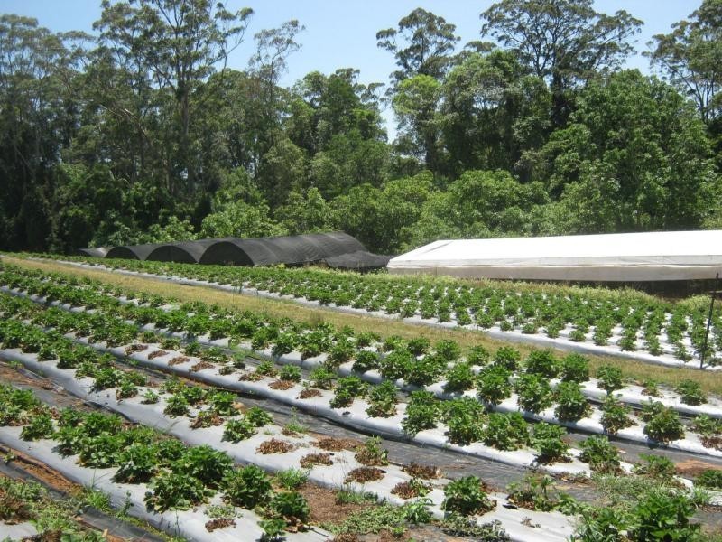 Palmwoods QLD 4555