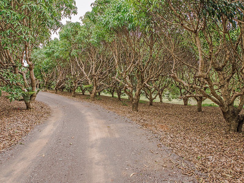 48 ROYS Road, Palmwoods QLD 4555