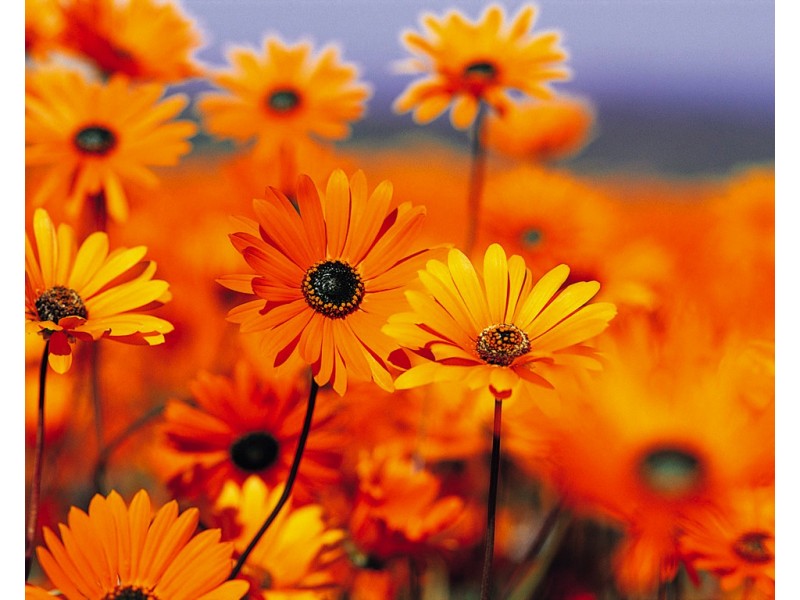 11A Mawson St, Shortland NSW 2307