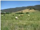 277 Holbrook Road, Jingellic NSW 2642