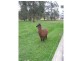 1604 Thowgla Road, Thowgla Valley VIC 3707