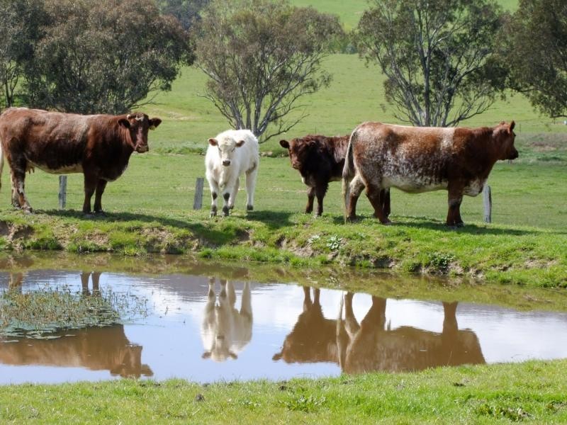 50 Welumba Creek Road North, Tooma NSW 2642