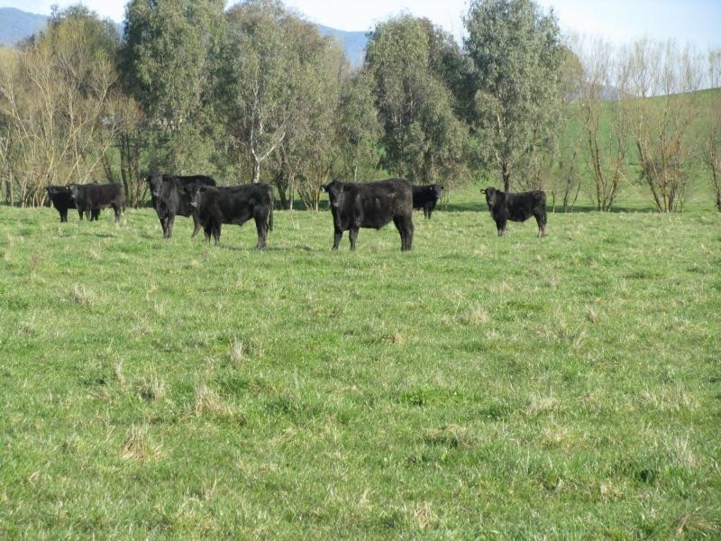 Lot 1 Tooma Road, Bringenbrong NSW 3707