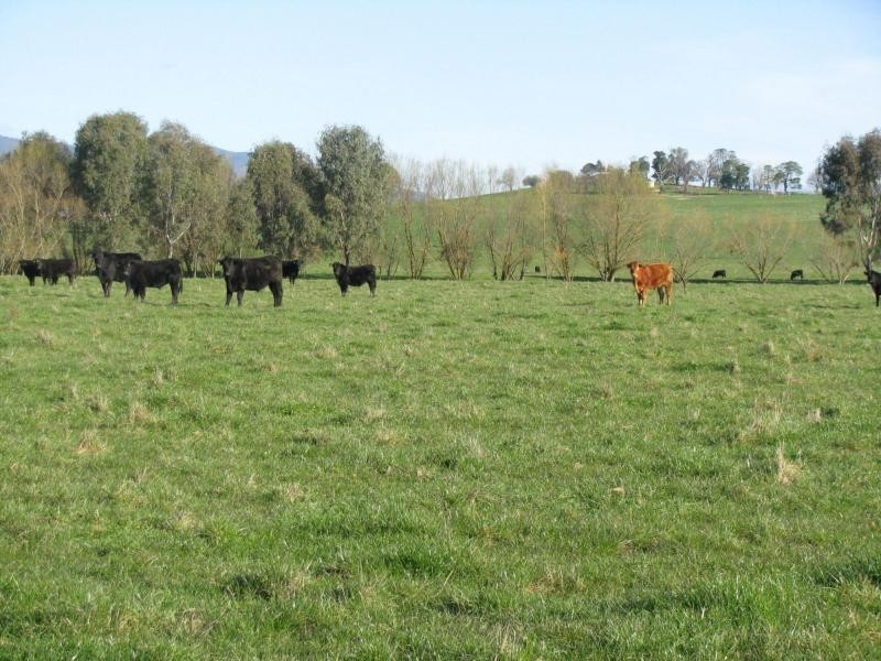 Lot 1 Tooma Road, Bringenbrong NSW 3707