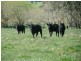 Lot 1 Tooma Road, Bringenbrong NSW 3707