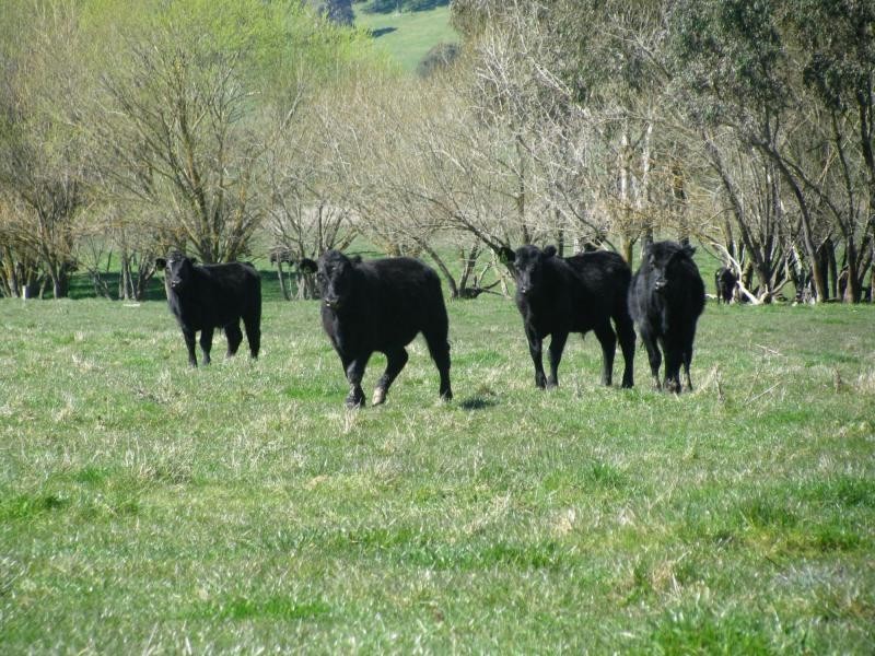 Lot 1 Tooma Road, Bringenbrong NSW 3707