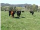 Lot 1 Tooma Road, Bringenbrong NSW 3707